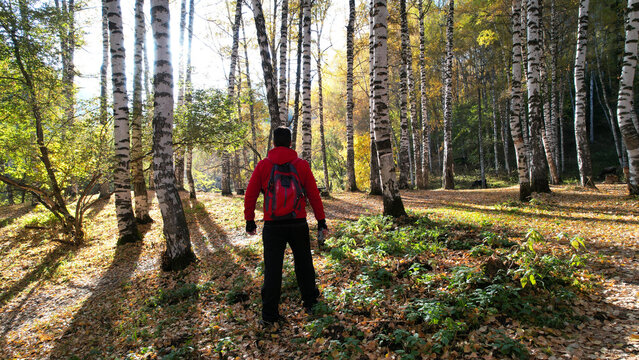 A guy in the autumn forest touches a birch tree. Sunrise. Long shadows from trees fall to the ground with yellow leaves. A man in a red sports jacket and with a backpack. Enjoying the moment