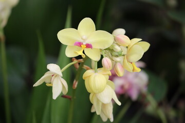 Phalaenopsis, also known as moth orchids, is a genus of about seventy species of plants in the family Orchidaceae.