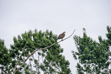 Osprey