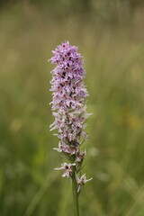 wild orchid flower, common spotted orchid, 
