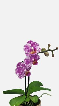 Time lapse of opening beautiful pink white Orchid flower isolated on white background, vertical orientation