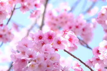 アタミザクラ　春の花　さまざまな自然素材