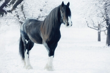 Fototapeta na wymiar Shire Horse and Clydesdale in Snow