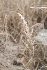 Winter attribute, frost and snow on the nature park