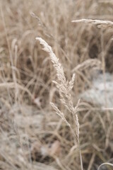 Winter attribute, frost and snow on the nature park