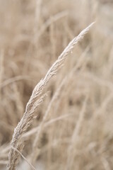 Fototapeta premium Winter attribute, frost and snow on the nature park