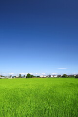 梅雨の晴れ間の近郊の青田風景