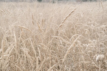 Winter attribute, frost and snow on the nature park