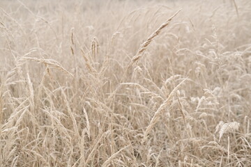 Winter attribute, frost and snow on the nature park