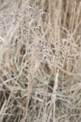 Winter attribute, frost and snow on the nature park