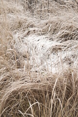 Winter attribute, frost and snow on the nature park