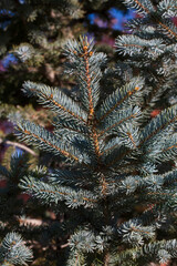 The branches of the blue spruce close-up. Blue spruce or prickly spruce (Picea pungens) - representative of the genus Spruce from the Pine family.