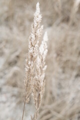 Fototapeta premium Winter attribute, frost and snow on the nature park