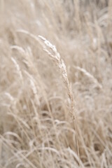 Obraz premium Winter attribute, frost and snow on the nature park
