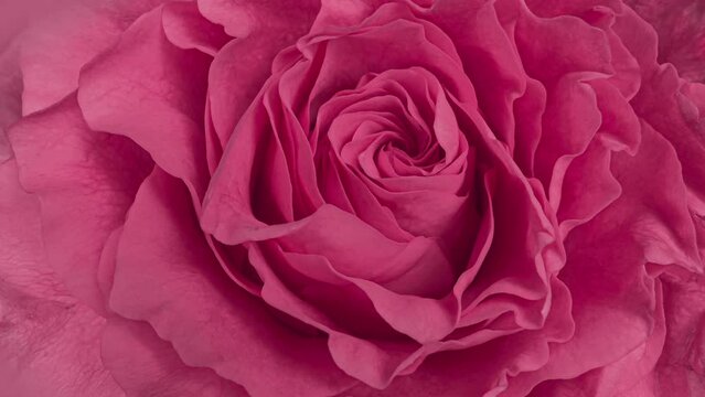 Beautiful opening pink rose . Petals of Blooming pink rose flower open. Demonstrating the colors of 2023 - Viva Magenta. Holiday, love, birthday design backdrop.