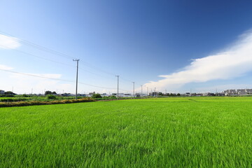 梅雨の晴れ間の近郊の青田風景