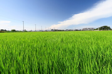 梅雨の晴れ間の近郊の青田風景