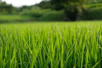 朝露に輝く稲　さまざまな自然素材