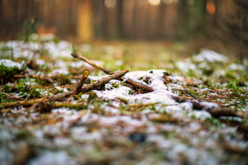 zima, śnieg, bory