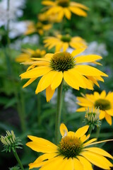 ルドベキア　夏の花　さまざまな自然素材
