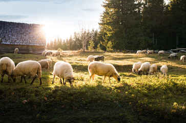 Fototapeta premium Flock of sheep grazing