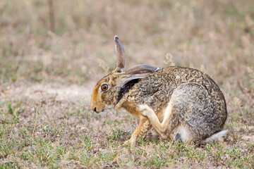 Black-naped hare resting on the shade of a tree in Yala, Sri Lanka