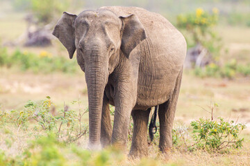 Asian elephant family group with young elephants in the middle approach a waterhole to cool off in the water	