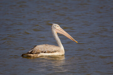 Spot-billed Pelican alongside a lake in Yala National Park, Sr Lanka