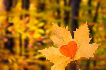 Beautiful colored leaf on nature landscape