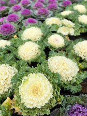 Ornamental cabbage in garden, flowers, and plants,