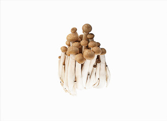 fresh shimeji mushroom isolated on white background