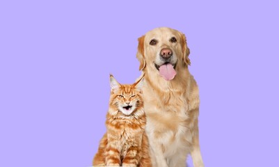 Fototapeta premium Cute domestic cat and dog pets