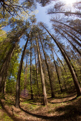 spruce forest dostoyed by European spruce bark beetle (Ips typographus), fisheye lens view