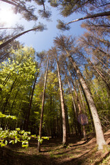 spruce forest dostoyed by European spruce bark beetle (Ips typographus), fisheye lens view