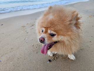Brown dog (pomeranian) on the beach