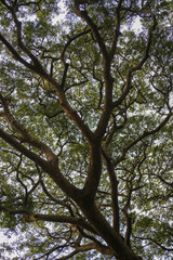 a large tree with dense branches and leaves, tree in the park
