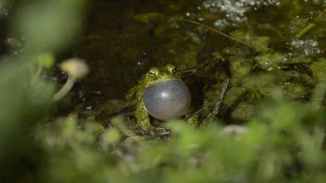natterjack toad (Epidalea calamita) croaking in a lagoon at night in Spain