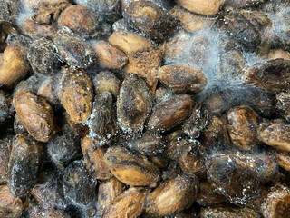 Fermented cocoa beans are filled with mold