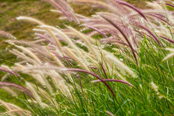Lush reeds and dogtail grass planted along the river bank