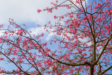 A lush and beautiful kapok tree without leaves and full of flowers