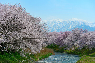 舟川べり桜並木より北アルプスを望む。朝日、富山、日本。4月中旬。