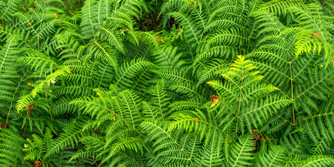 Fototapeta na wymiar Dense Vegetation View of Fern Leaves at the Forest Textured Background