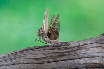 Chinese mantis (Tenodera sinensis) in self defense position.