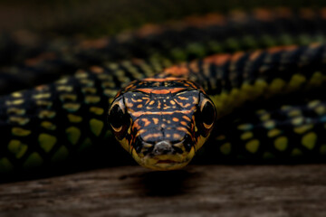 Closeup head of Paradise Tree Snake or Paradise Flying Snake (Chrysopelea paradisi) is a species of snake found in Southeastern Asia.