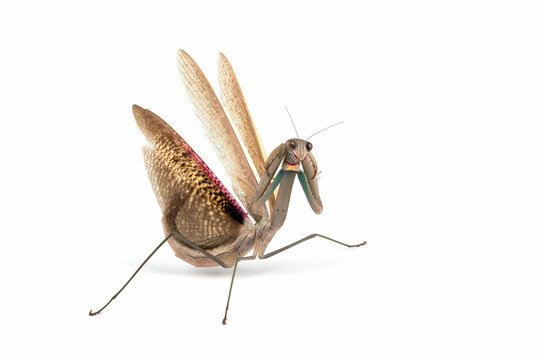 Tenodera sinensis, or Brown Mantis, or Chinese Mantis, or Devil Mantis, in self defense position.