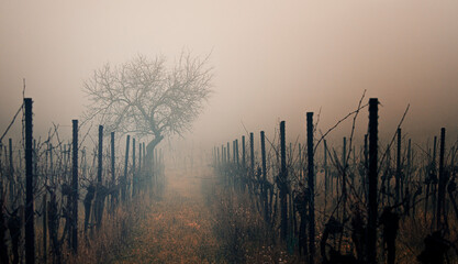 winter  vineyards rows