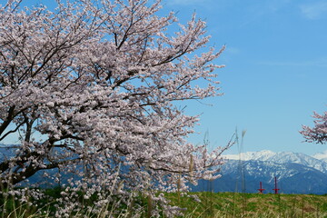 舟川べり桜並木より北アルプスを望む。朝日、富山、日本。4月中旬。