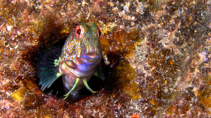 Ringneck Blenny, Parablennius pilicornis, Cabo Cope Puntas del Calnegre Regional Park, Mediterranean Sea, Murcia, Spain, Europe