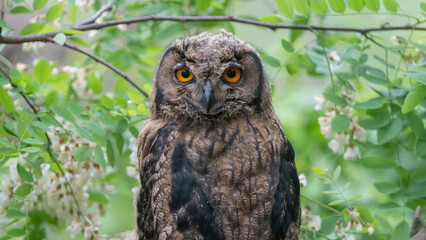 수리부엉이, 어린 새, Eurasian Eagle Owl, young bird