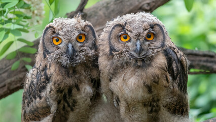 수리부엉이, 어린 새, Eurasian Eagle Owl, young bird